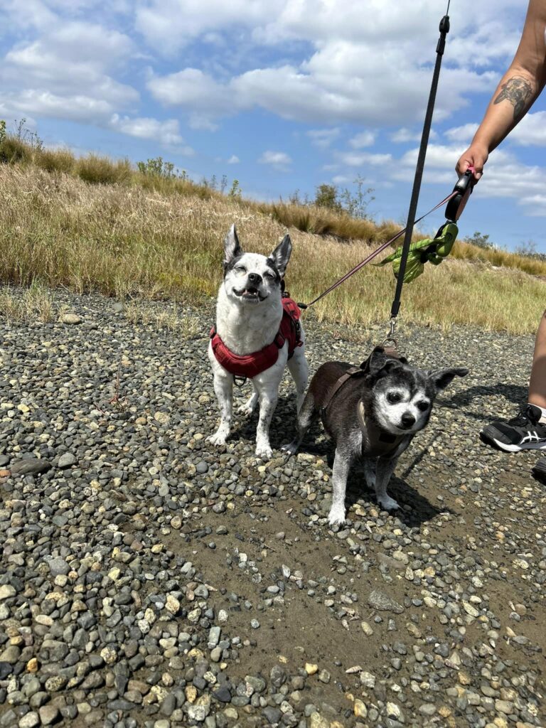 Here below is an image of our BEDILR cohort's honorary furry students. Our two class dogs, leashed and smiling to the photographer. Their two leashes can be seen being held by their owners out of frame. Bunny is a white and black speckled, four way mix, small dog with standing up ears. She is smiling at the camera. Maeson, a black chihuahua with a graying face, stands a head smaller than Bunny. He is looking to the distance, not at the lens. The image is pictured on stz'uminus land, at a beach by a bay.