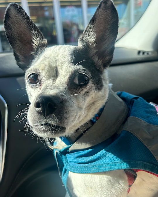Bunny is in a blue coat, on the car. Her body is faced away from the camera, her head turned over her shoulder to look at the camera