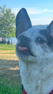 Here Bunny is sticking her tongue out at the camera. The image is shot mid-yawn, which is responsible for her cheeky expression. In the background, featured is a view of transfer beach