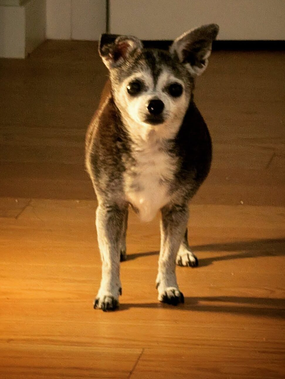 Maeson is stood in the hallway of Candice's house. He is looking expectantly at the camera, waiting for his owner to go to bed.